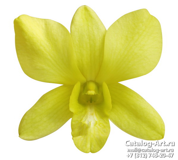 Yellow orchids 24